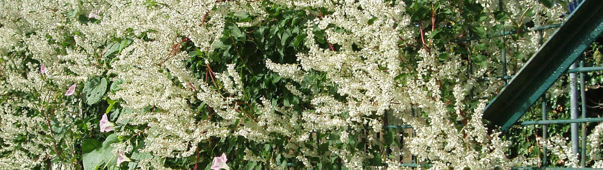 How Do I Permanently Get Rid Of Knotweed Image
